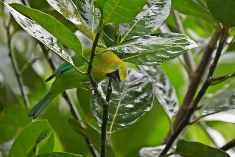 蓝翅叶鹎