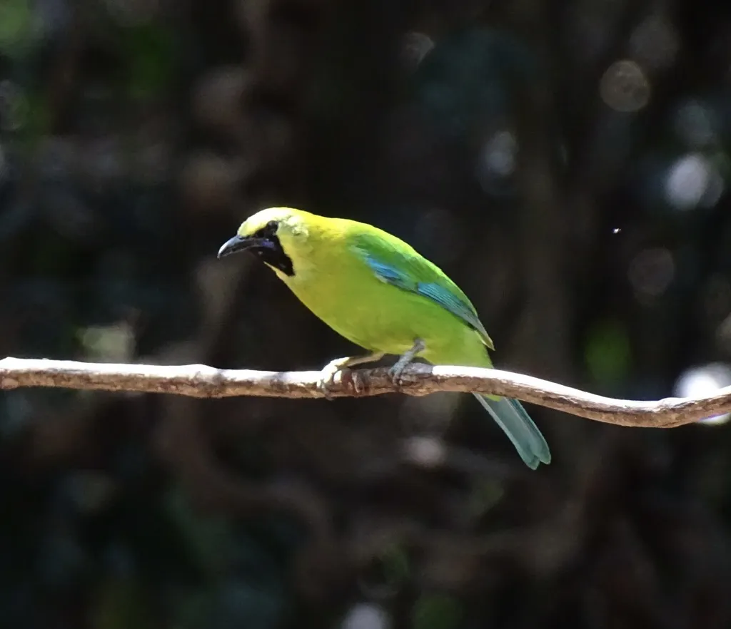 蓝翅叶鹎(Chloropsis moluccensis)