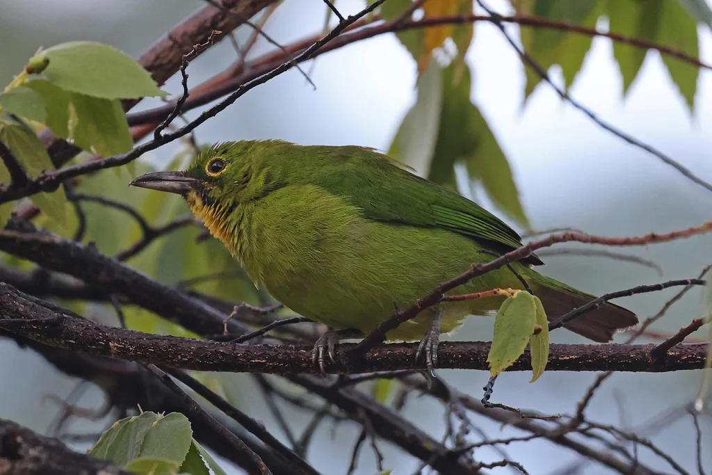 大绿叶鹎(Chloropsis sonnerati)