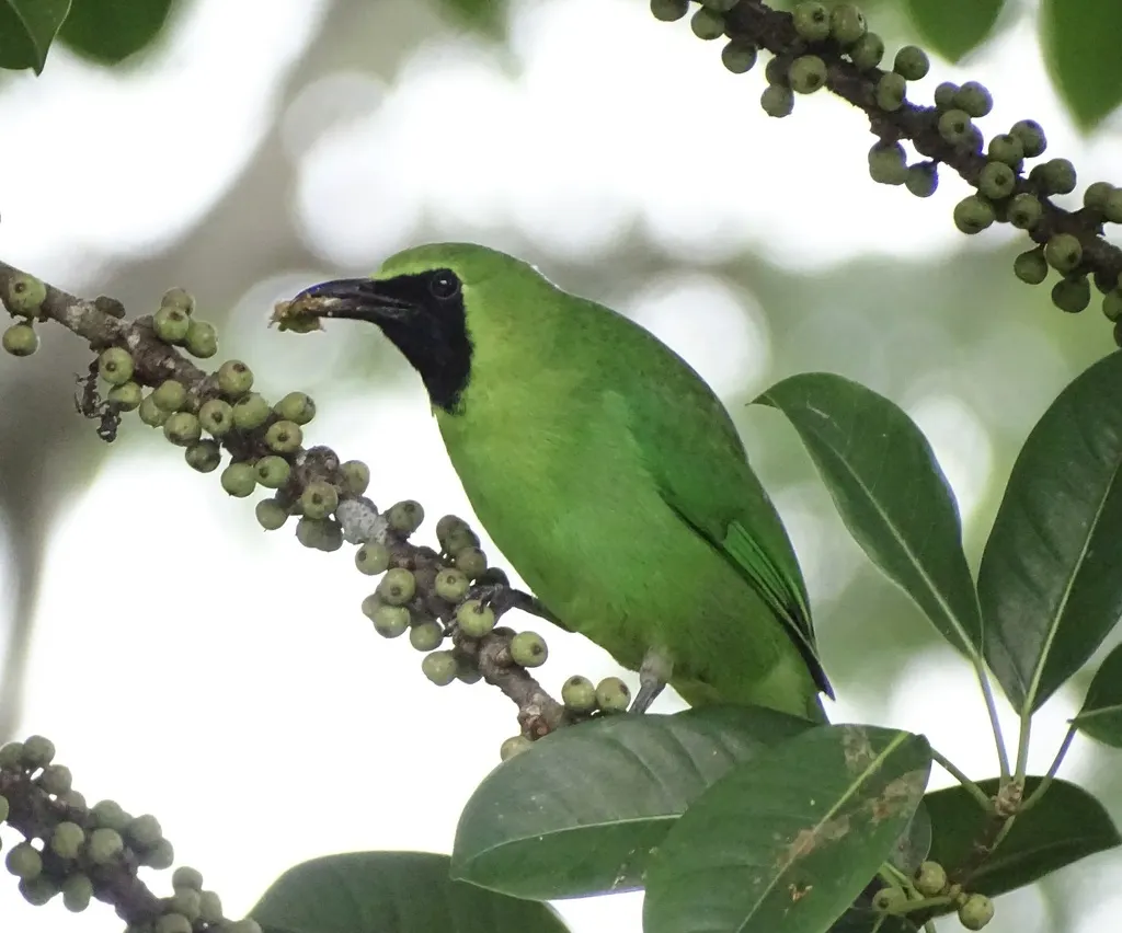 大绿叶鹎(Chloropsis sonnerati)