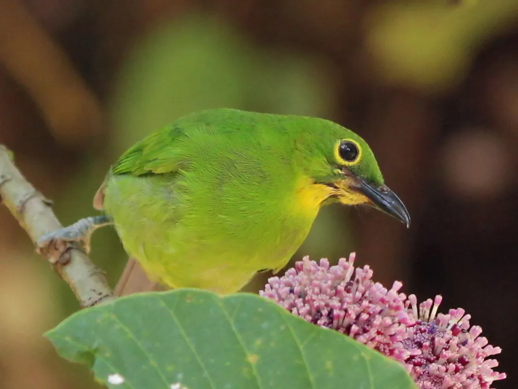大绿叶鹎(Chloropsis sonnerati)