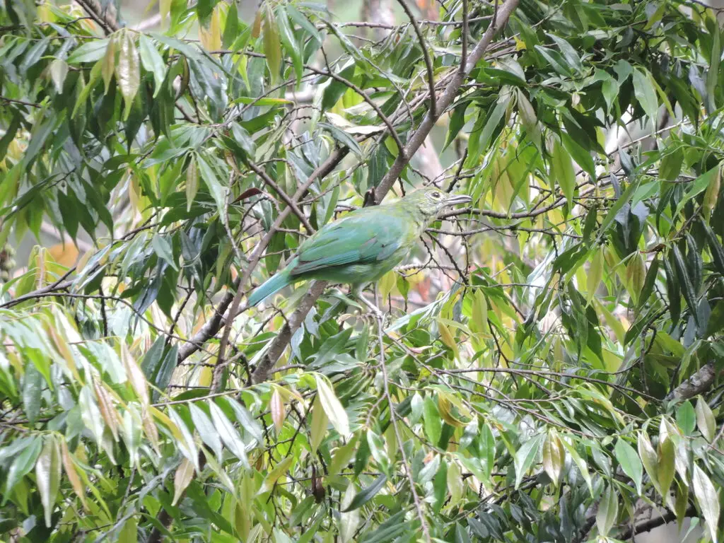 大绿叶鹎(Chloropsis sonnerati)