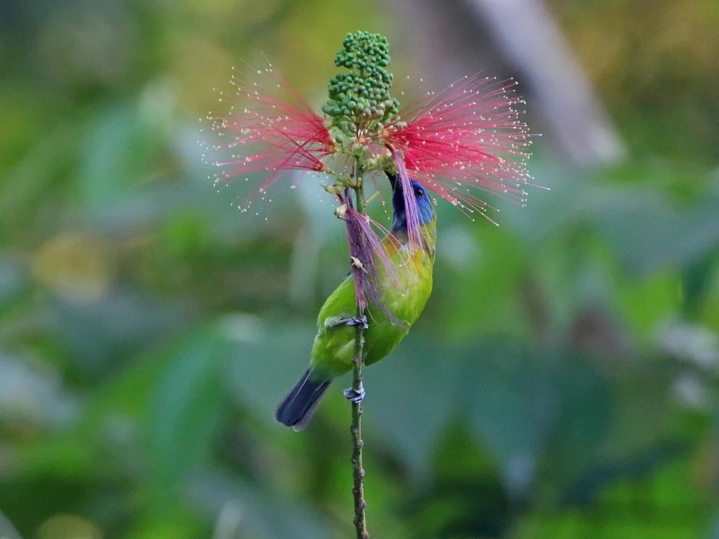 蓝脸叶鹎（Chloropsis venusta）