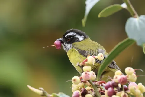 乌顶丛唐纳雀