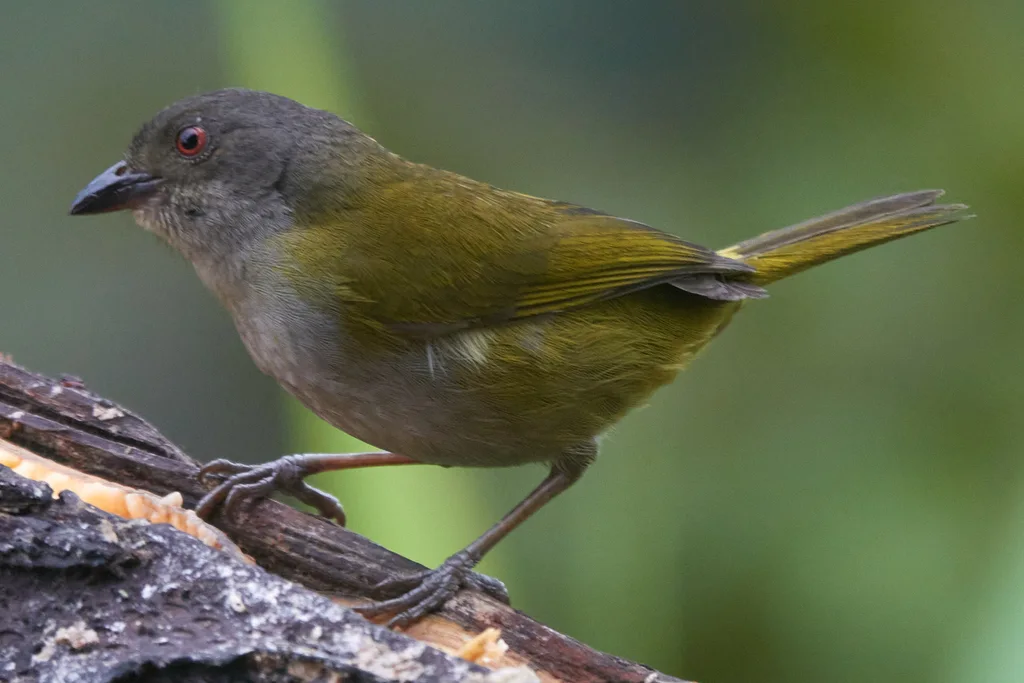 暗腹丛唐纳雀(Chlorospingus semifuscus)