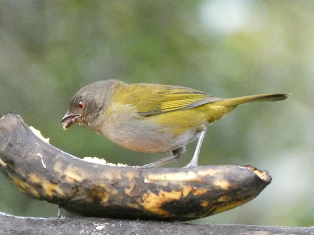 暗腹丛唐纳雀(Chlorospingus semifuscus)