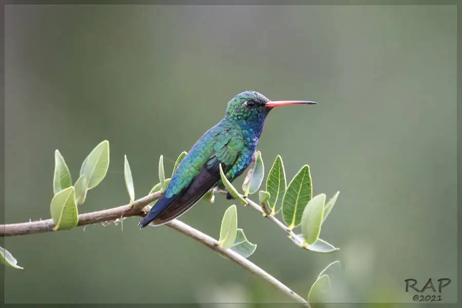 辉腹翠蜂鸟(Chlorostilbon lucidus)