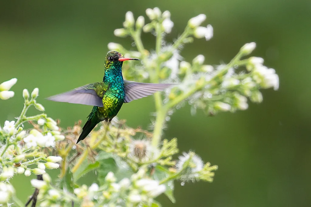 辉腹翠蜂鸟(Chlorostilbon lucidus)