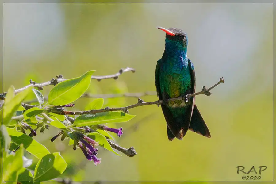 辉腹翠蜂鸟(Chlorostilbon lucidus)