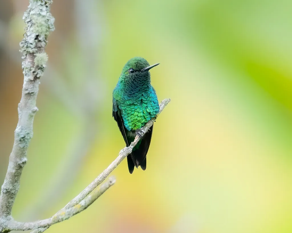 西翠蜂鸟(Chlorostilbon melanorhynchus)