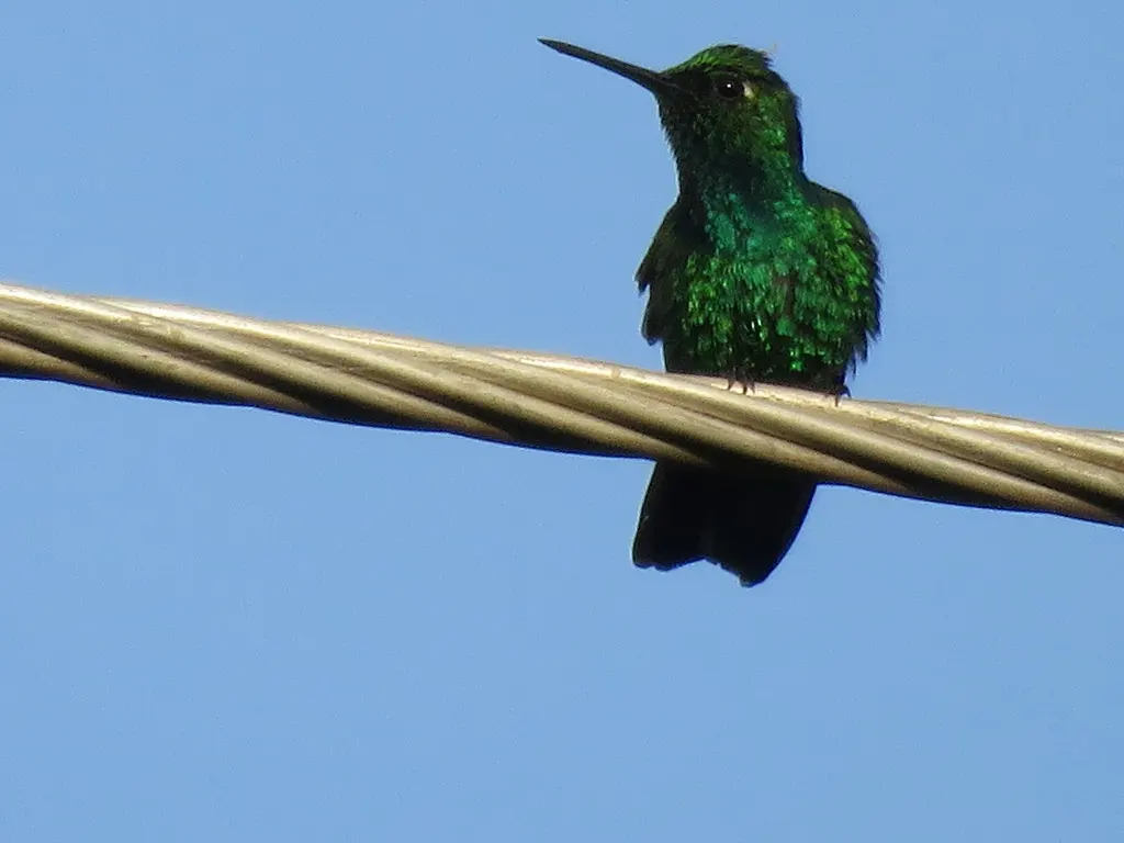 蓝尾翠蜂鸟(Chlorostilbon mellisugus)