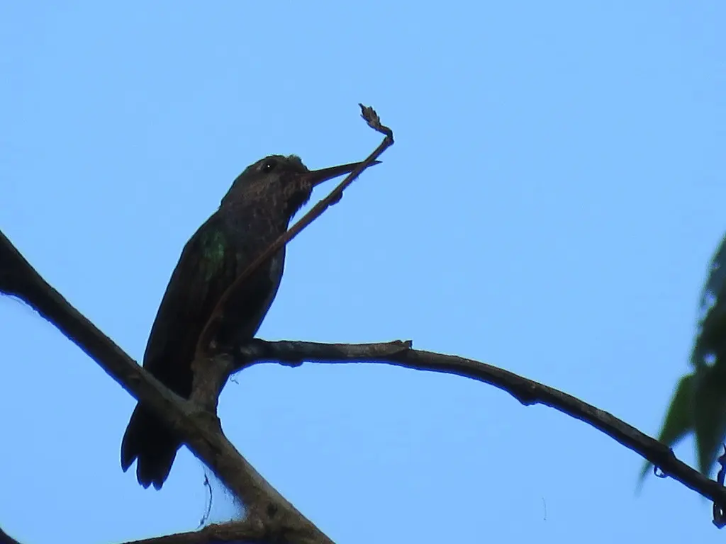 蓝尾翠蜂鸟(Chlorostilbon mellisugus)