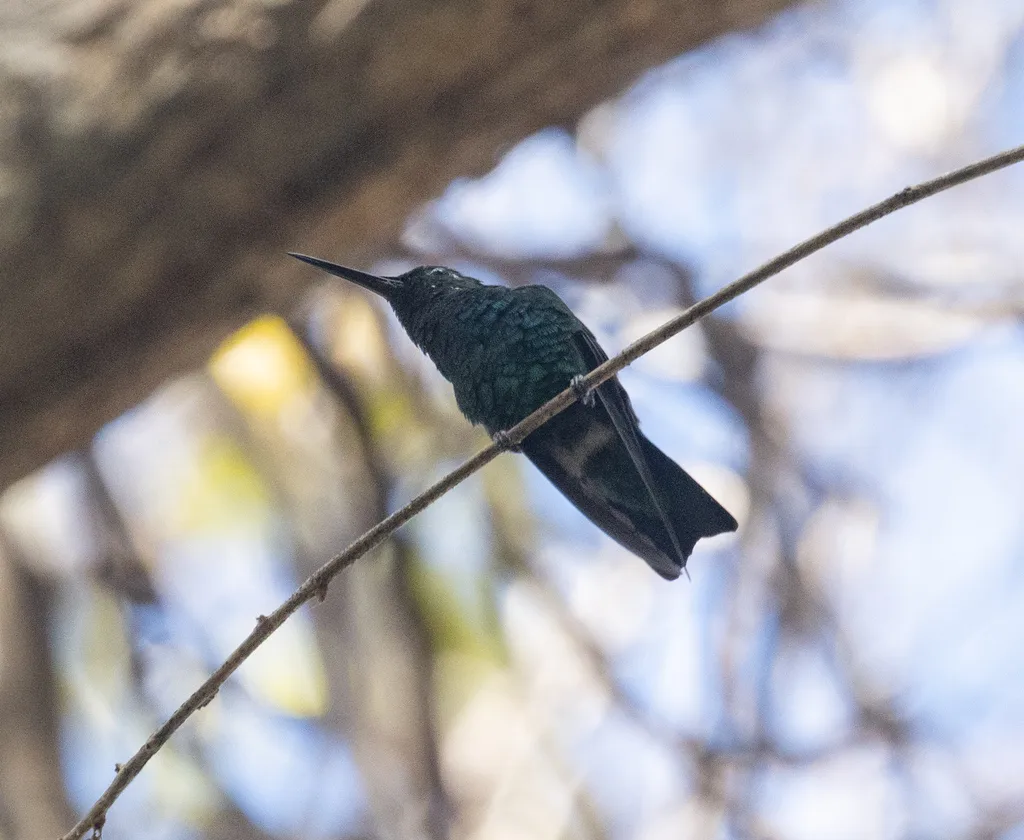 蓝尾翠蜂鸟(Chlorostilbon mellisugus)