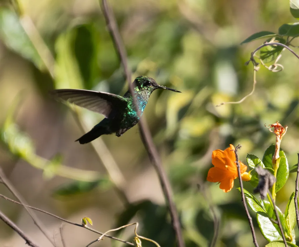 蓝尾翠蜂鸟(Chlorostilbon mellisugus)