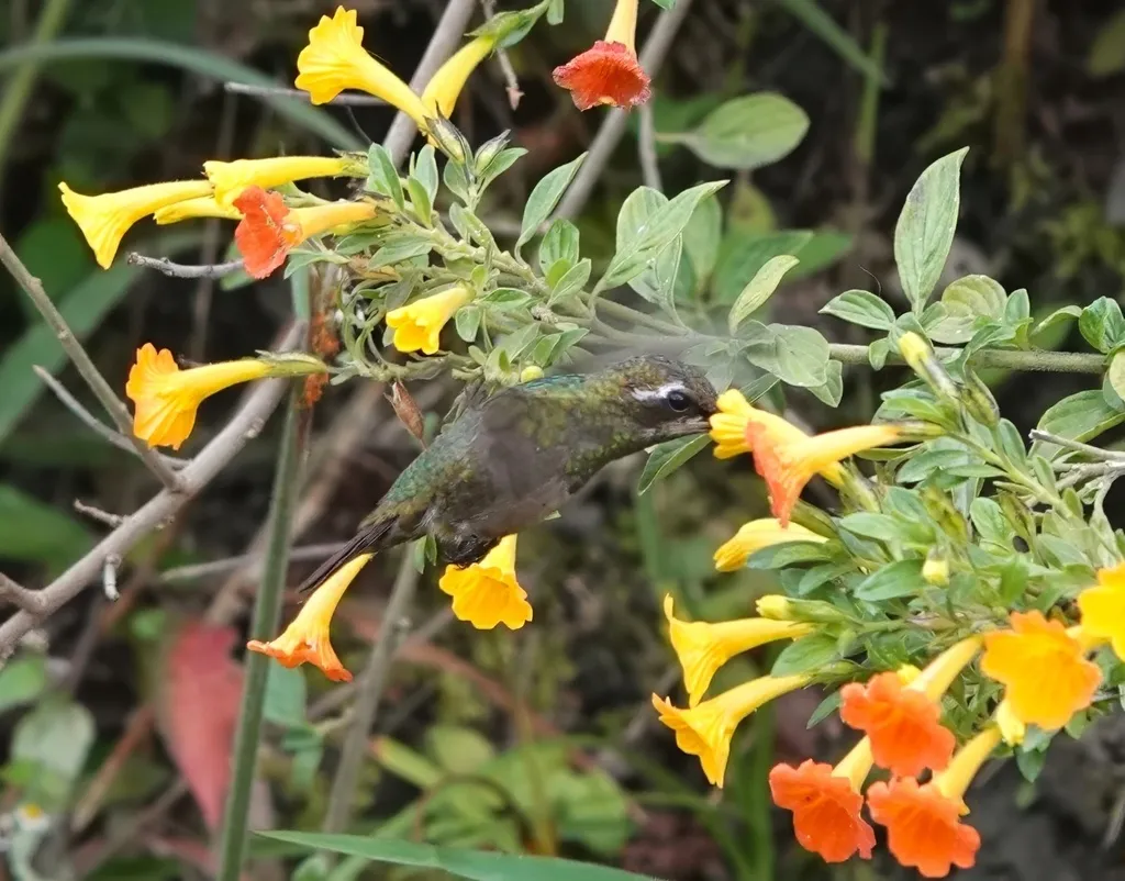 铜色翠蜂鸟(Chlorostilbon russatus)