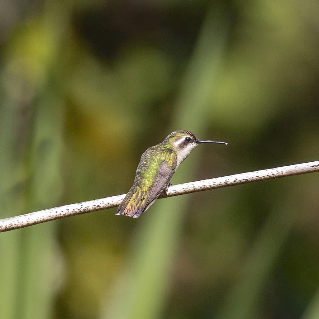 铜色翠蜂鸟(Chlorostilbon russatus)