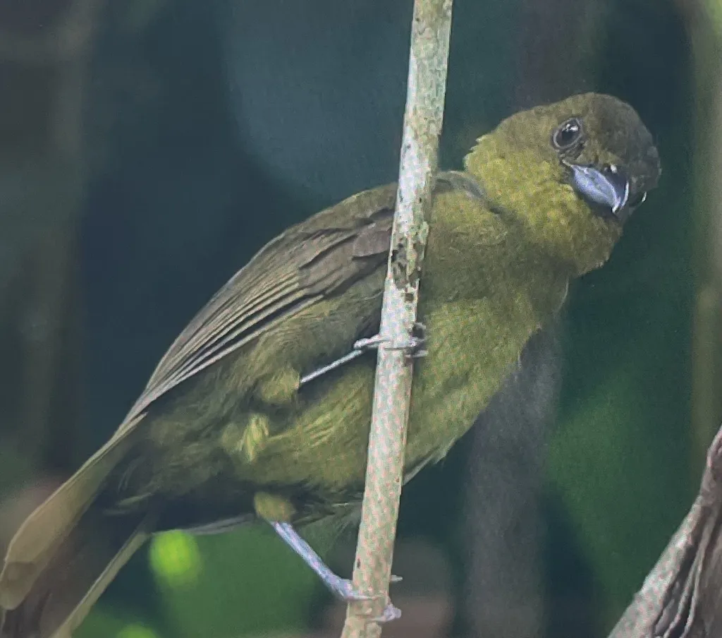 卡氏唐纳雀(Chlorothraupis carmioli)