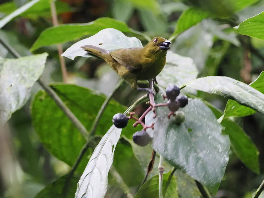 卡氏唐纳雀(Chlorothraupis carmioli)