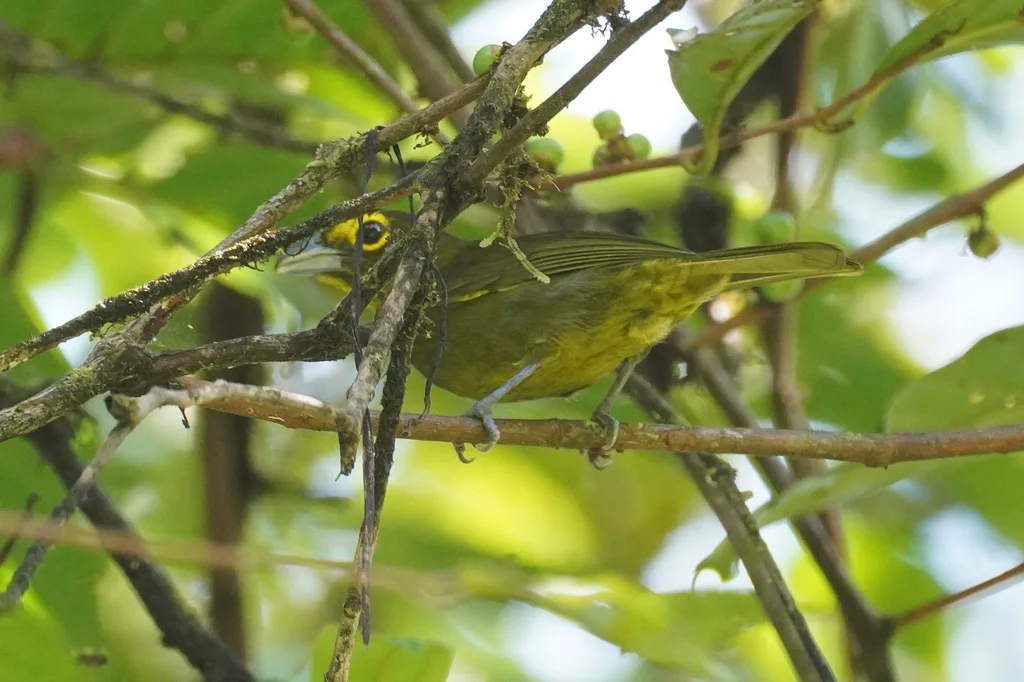 黄眉绿唐纳雀（Chlorothraupis olivacea）