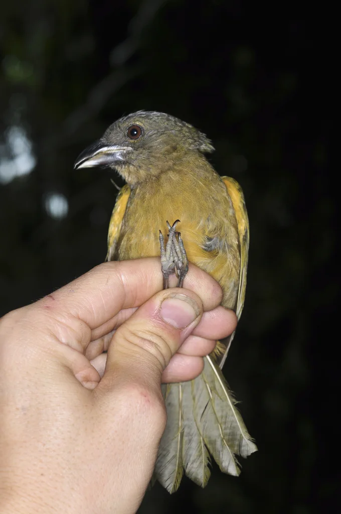 赭胸绿唐纳雀(Chlorothraupis stolzmanni)