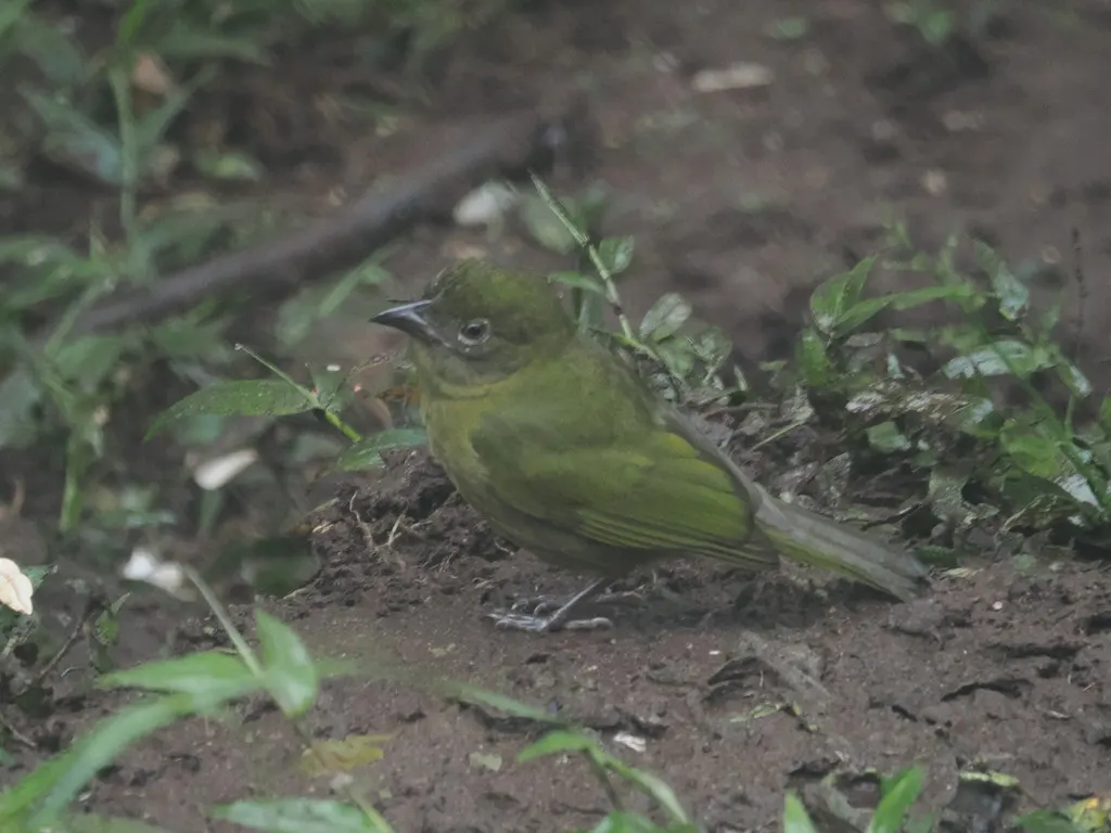 赭胸绿唐纳雀(Chlorothraupis stolzmanni)