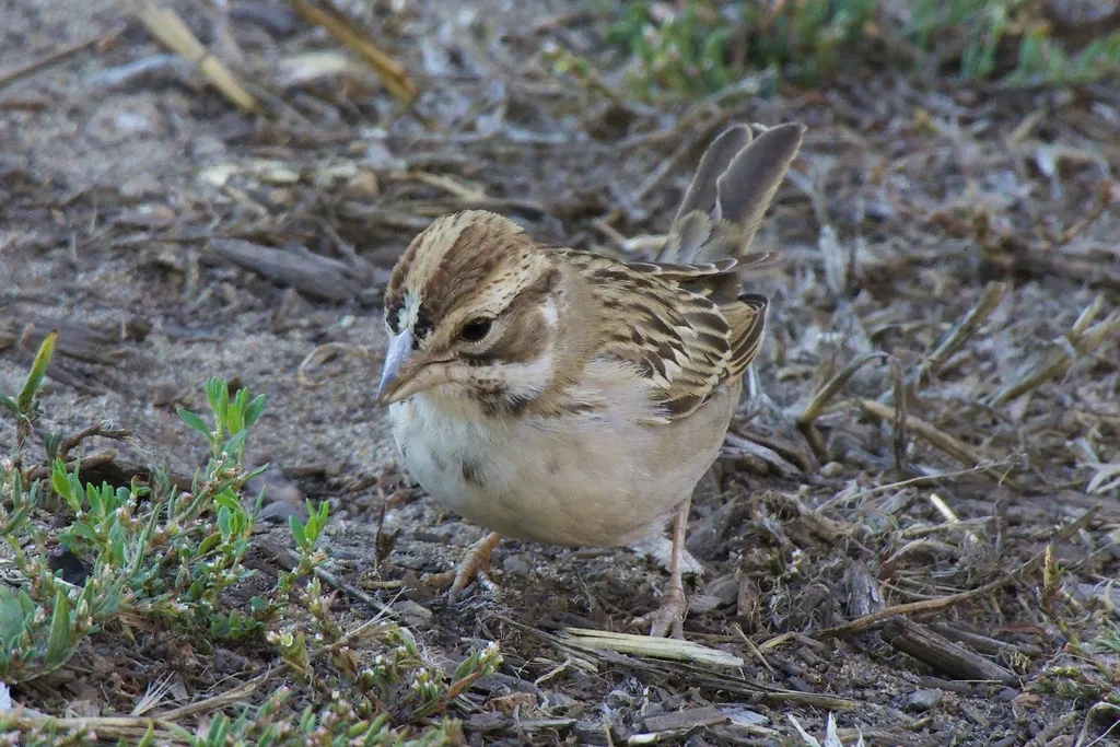 云雀鹀(Chondestes grammacus)