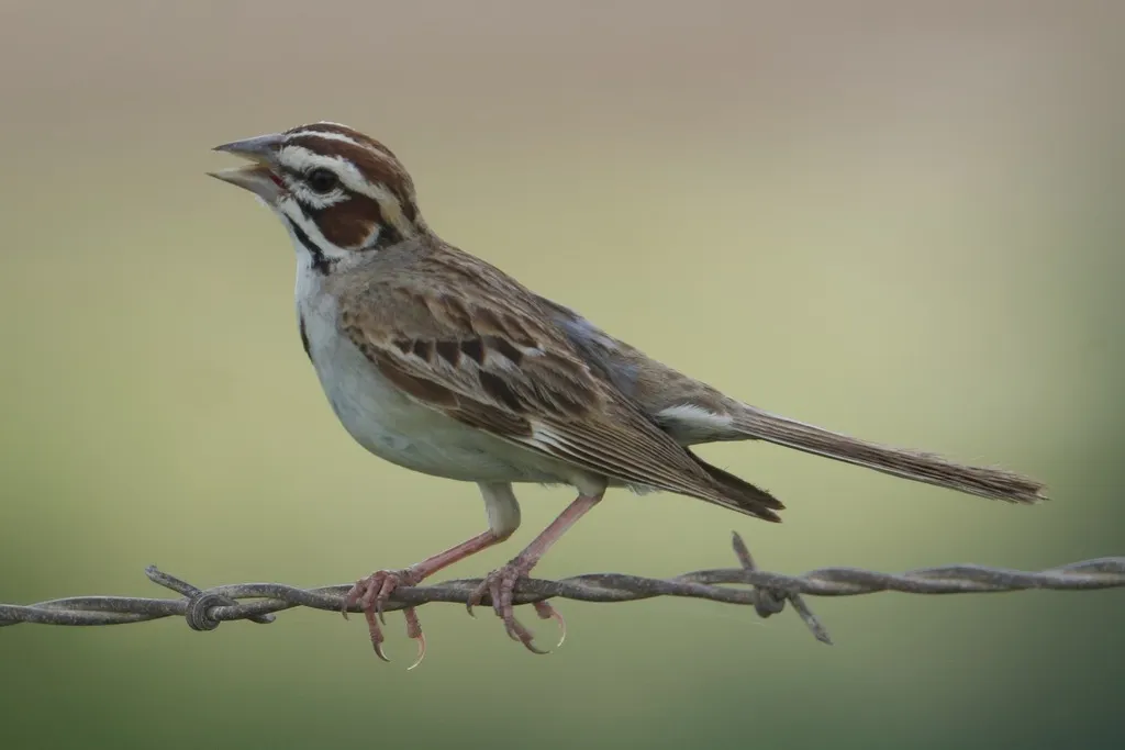 云雀鹀(Chondestes grammacus)