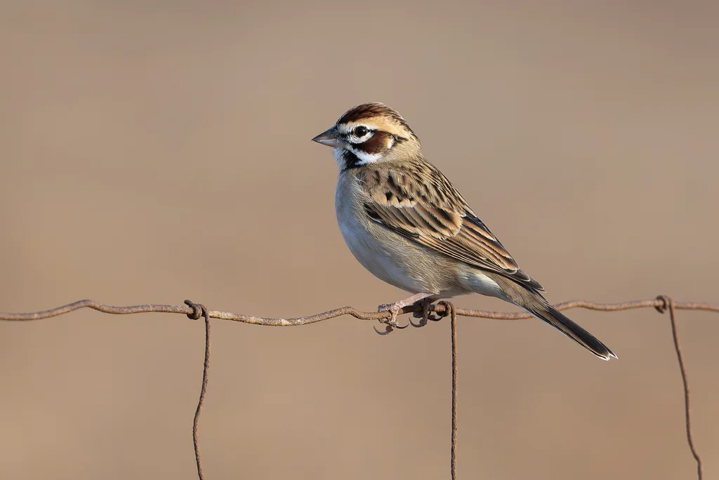 云雀鹀(Chondestes grammacus)