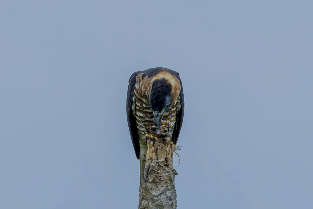 钩嘴鸢(Chondrohierax uncinatus)