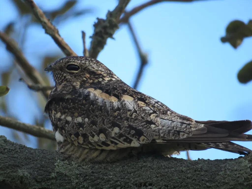 小灰眉夜鹰(Chordeiles acutipennis)