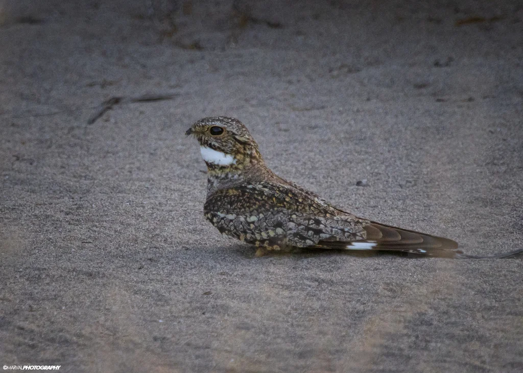 小灰眉夜鹰(Chordeiles acutipennis)