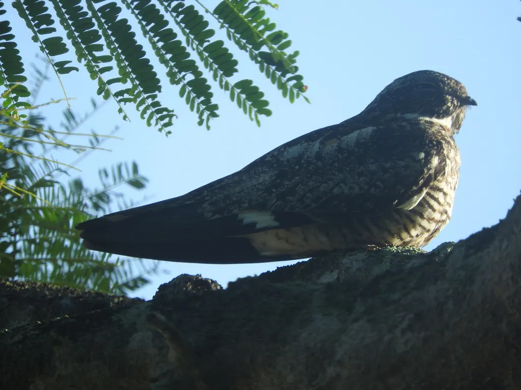 安岛夜鹰(Chordeiles gundlachii)