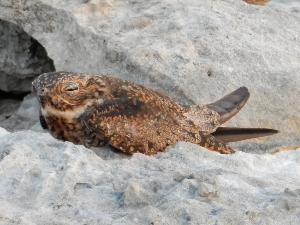 安岛夜鹰(Chordeiles gundlachii)