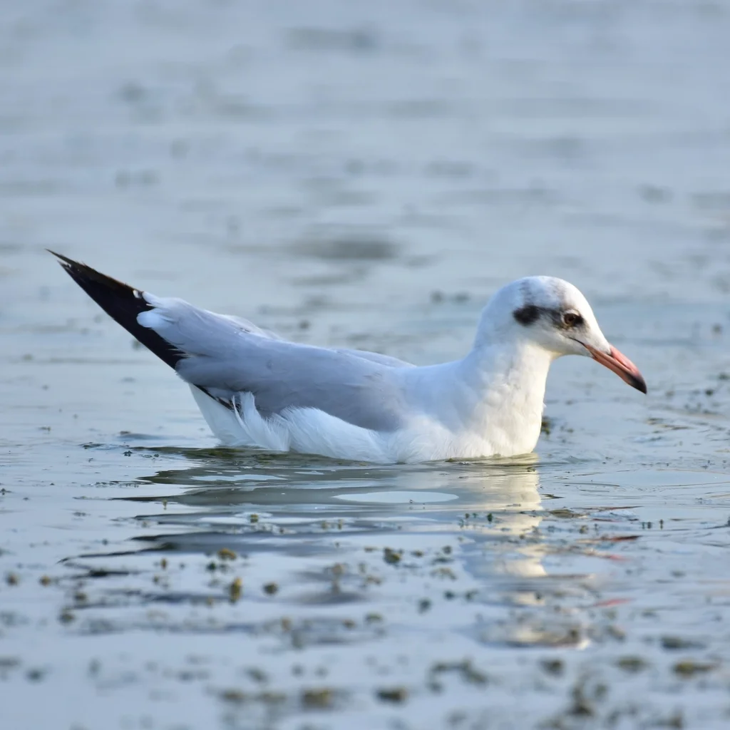 棕头鸥(Chroicocephalus brunnicephalus)