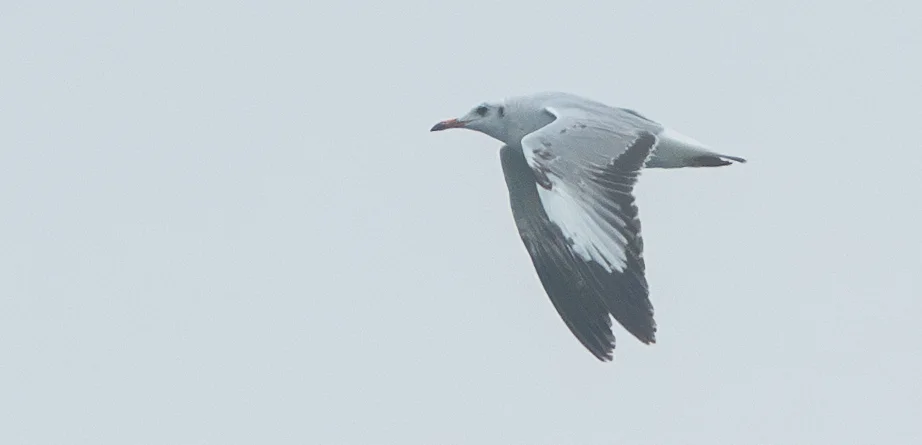 棕头鸥(Chroicocephalus brunnicephalus)