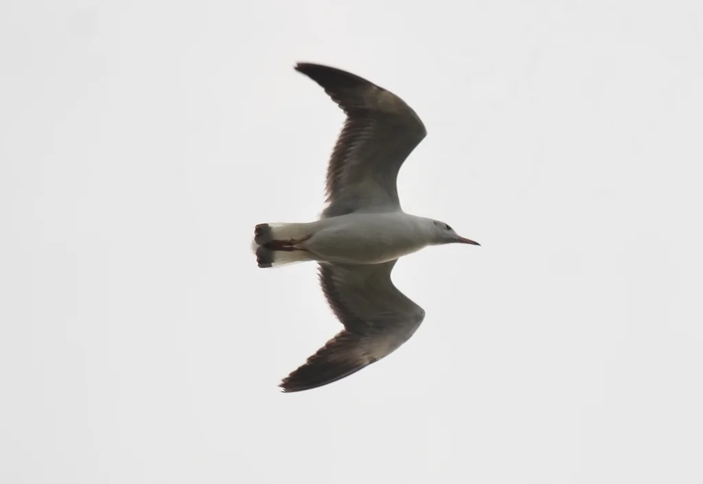 棕头鸥(Chroicocephalus brunnicephalus)