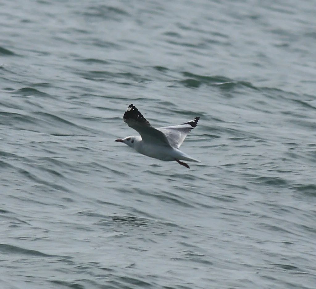 棕头鸥(Chroicocephalus brunnicephalus)