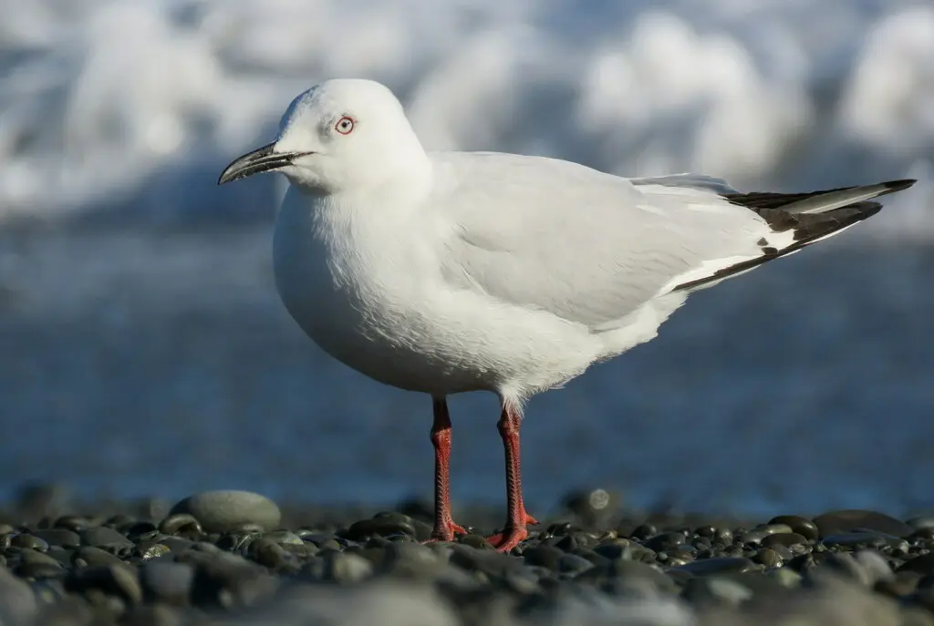 新西兰黑嘴鸥(Chroicocephalus bulleri)