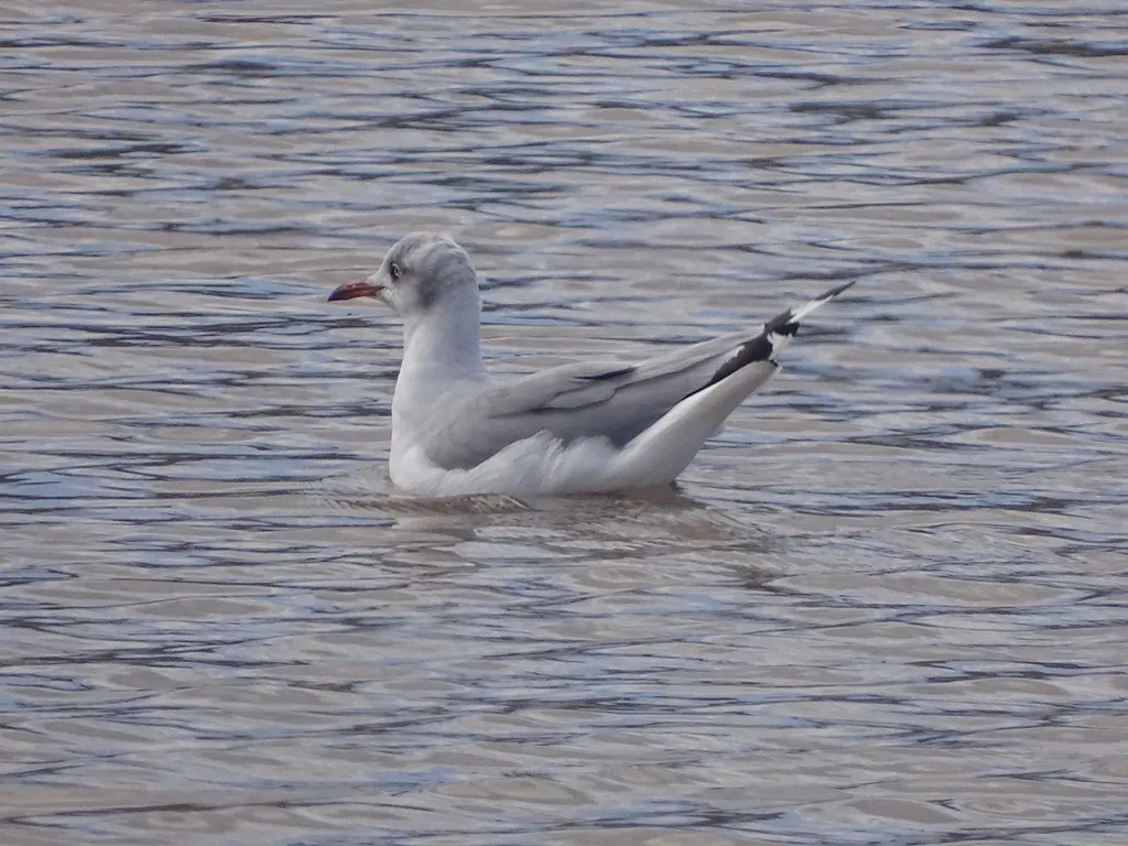 灰头鸥(Chroicocephalus cirrocephalus)