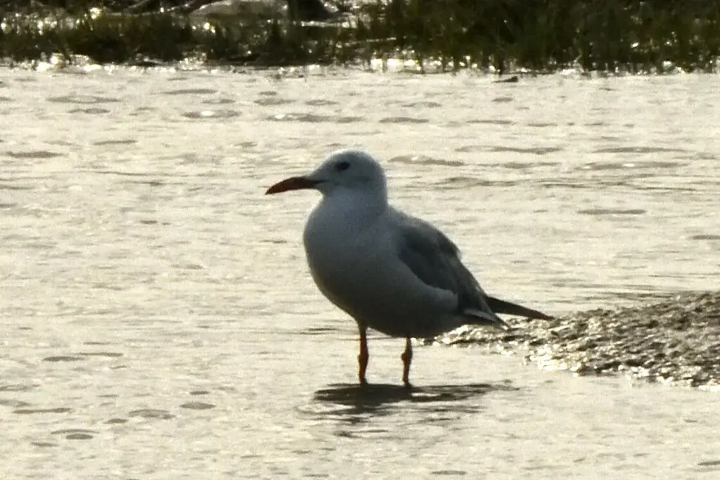 细嘴鸥(Chroicocephalus genei)