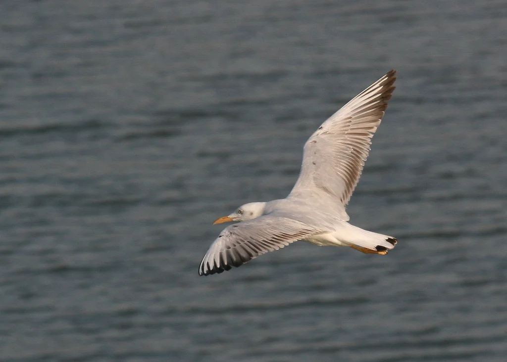 细嘴鸥(Chroicocephalus genei)