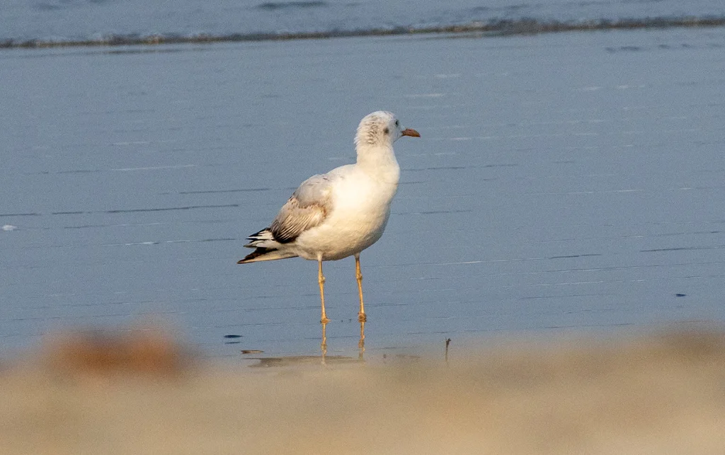 细嘴鸥(Chroicocephalus genei)