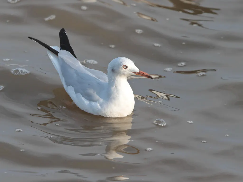 细嘴鸥(Chroicocephalus genei)