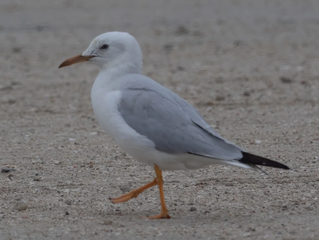 细嘴鸥(Chroicocephalus genei)