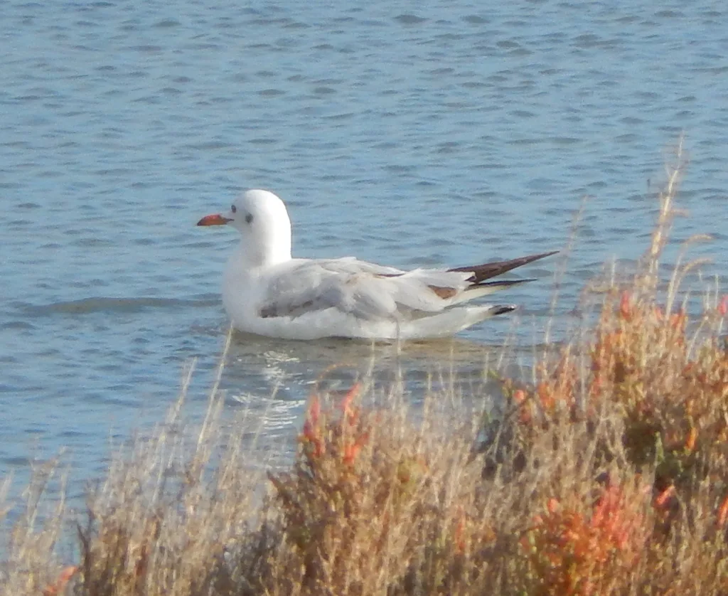 细嘴鸥(Chroicocephalus genei)