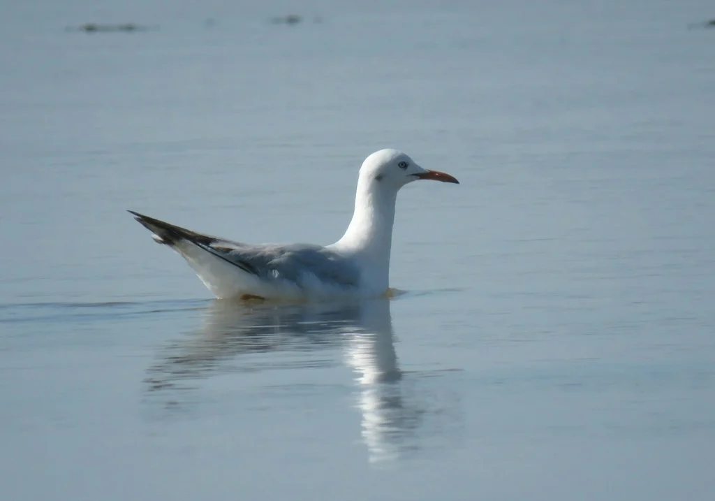 细嘴鸥(Chroicocephalus genei)