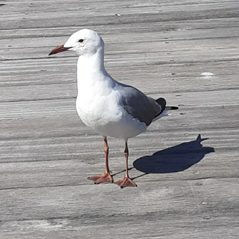 哈氏鸥（Chroicocephalus hartlaubii）