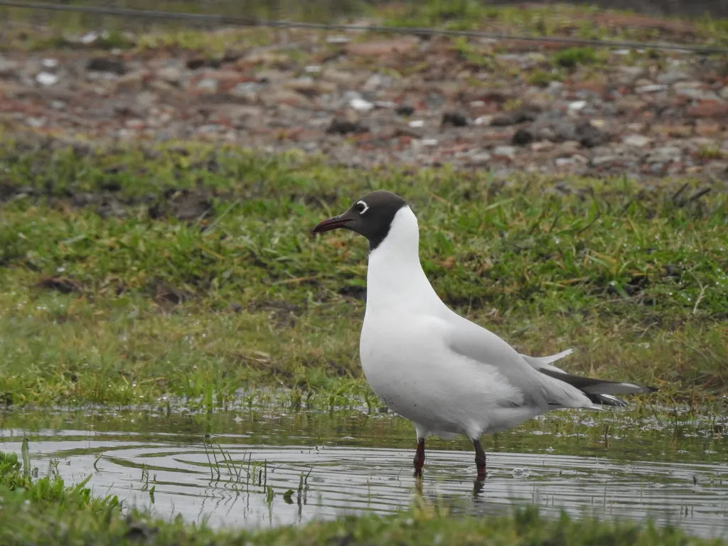 褐头鸥(Chroicocephalus maculipennis)