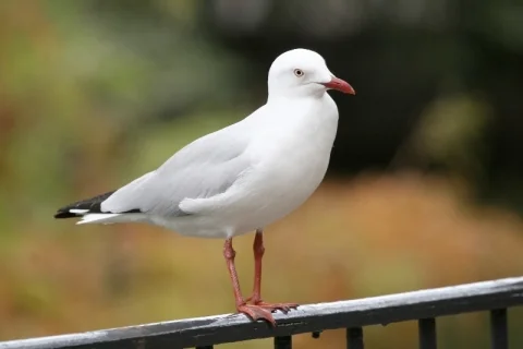 澳洲红嘴鸥