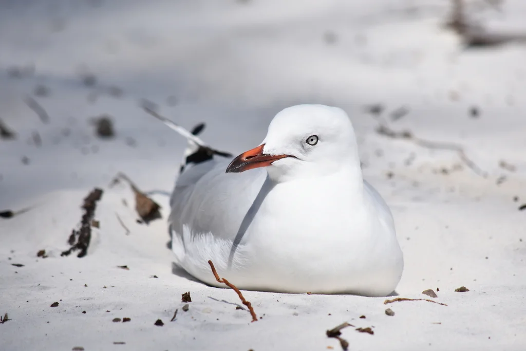 澳洲红嘴鸥（Chroicocephalus novaehollandiae）